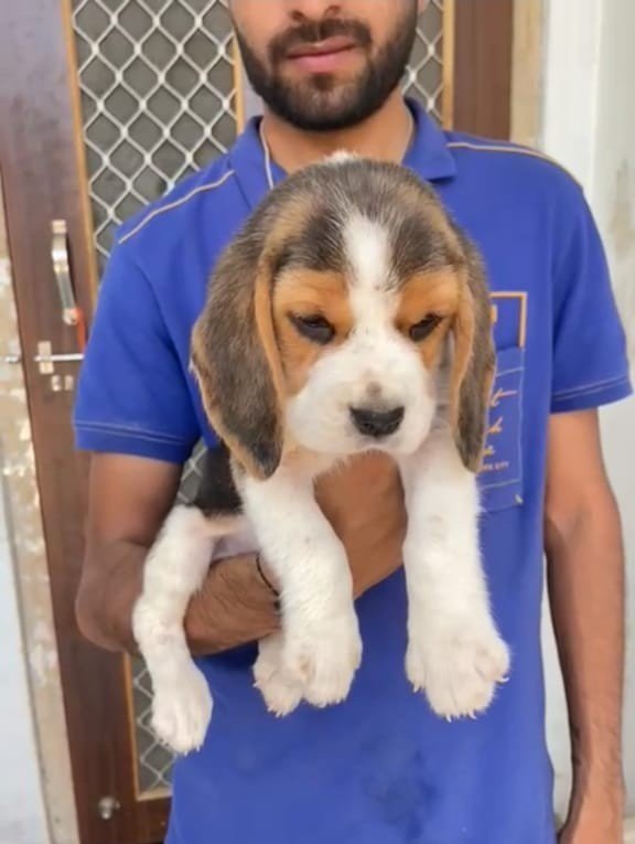 fast beagle puppy From Jaipur